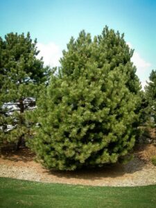 Сосна Чёрная (Pinus Nigra) купить по цене от 270.00р. в интернет-магазине «Посадика» с доставкой почтой в в Тейковое и по всей России – [изображение №1].