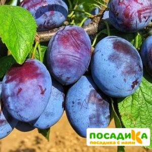 Слива Чачакская ранняя купить по цене от 229.00р. в интернет-магазине «Посадика» с доставкой почтой в в Тейковое и по всей России – [изображение №1].