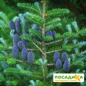 Пихта корейская (Abies koreana) купить по цене от 450.00р. в интернет-магазине «Посадика» с доставкой почтой в в Тейковое и по всей России – [изображение №1].