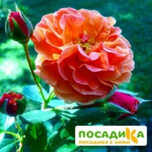 Роза Арабия купить по цене от 350.00р. в интернет-магазине «Посадика» с доставкой почтой в в Тейковое и по всей России – [изображение №1].