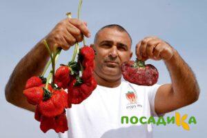 Клубника Гигант Джорнея купить по цене от 266р. в интернет-магазине «Посадика» с доставкой почтой в в Тейковое и по всей России – [изображение №1].
