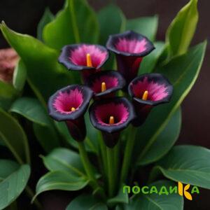 Калла Аура Лейс купить по цене от 400р. в интернет-магазине «Посадика» с доставкой почтой в в Тейковое и по всей России – [изображение №1].
