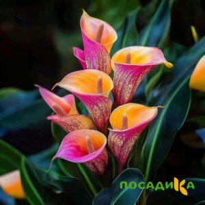 Калла Оникс купить по цене от 450р. в интернет-магазине «Посадика» с доставкой почтой в в Тейковое и по всей России – [изображение №1].