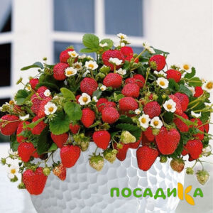 Клубника Рубиновый Шепот (горшечная) купить по цене от 240р. в интернет-магазине «Посадика» с доставкой почтой в в Тейковое и по всей России – [изображение №1].