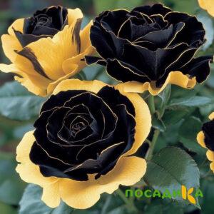 Роза Ханни Сикл купить по цене от 700р. в интернет-магазине «Посадика» с доставкой почтой в в Тейковое и по всей России – [изображение №1].