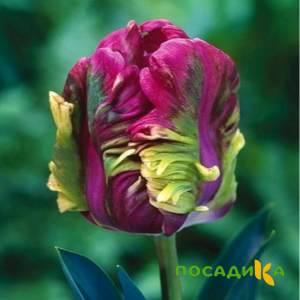 Тюльпан Экзотик Хэвен купить по цене от 186р. в интернет-магазине «Посадика» с доставкой почтой в в Тейковое и по всей России – [изображение №1].